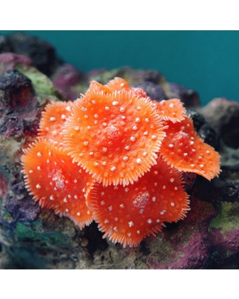 Декоративная композиция кораллы круглые донные силиконовые арт.666156