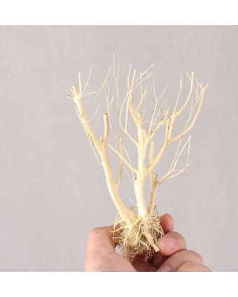 Декор растения иск. светлая коряжка дерево 20 см